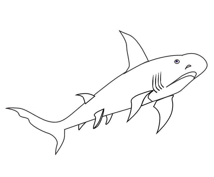 Do Not Appear When Printed Only The Shark Coloring Page Will Print 