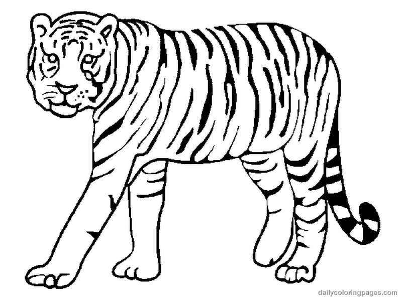 Tiger Coloring Pages - Free Coloring Pages For KidsFree Coloring 