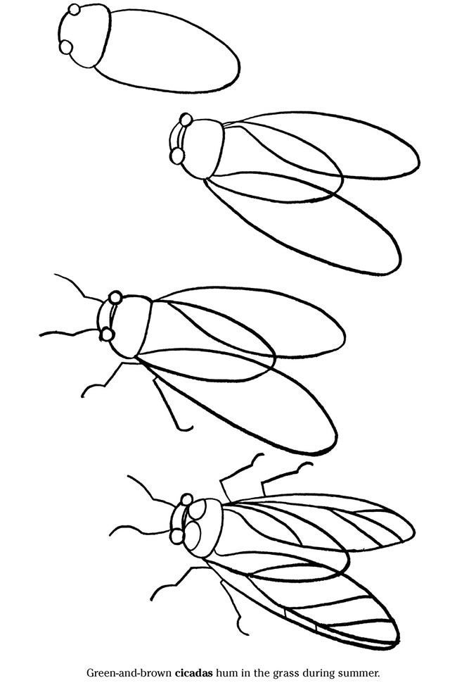 How to Draw a Cicada | bugs & critters