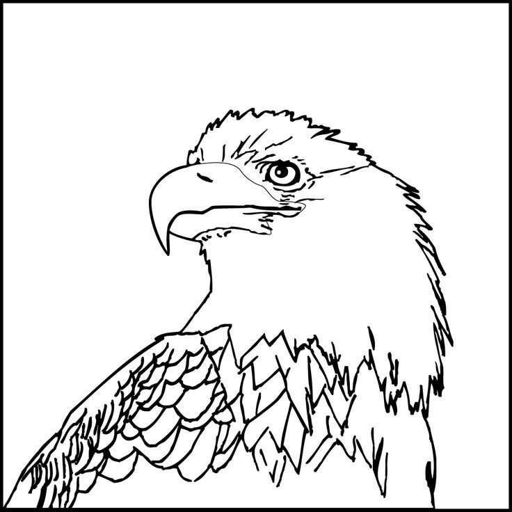 Bald-eagle-clipart- | save
