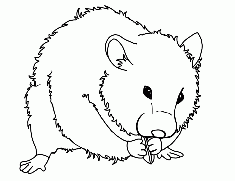 Hamster Coloring Pages | Coloring Pages