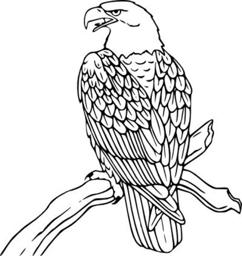 Download Eagle Bird Coloring Page Or Print Eagle Bird Coloring 