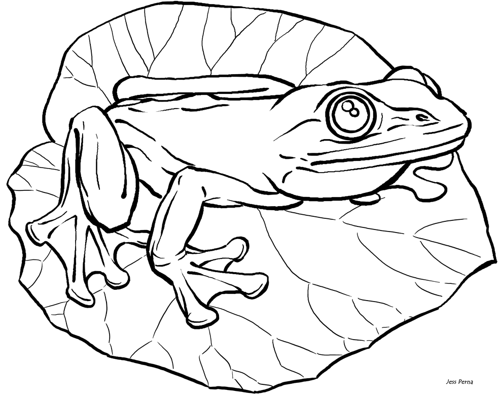 Frog Lessons | Nancy Houglum