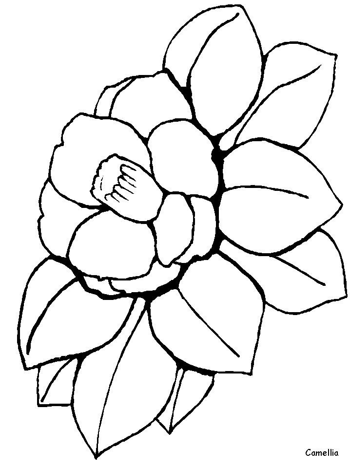 Line Drawings Of Flowers