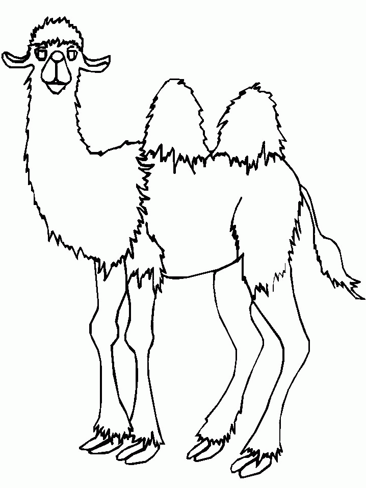 Coloring Page - Camel coloring pages 8