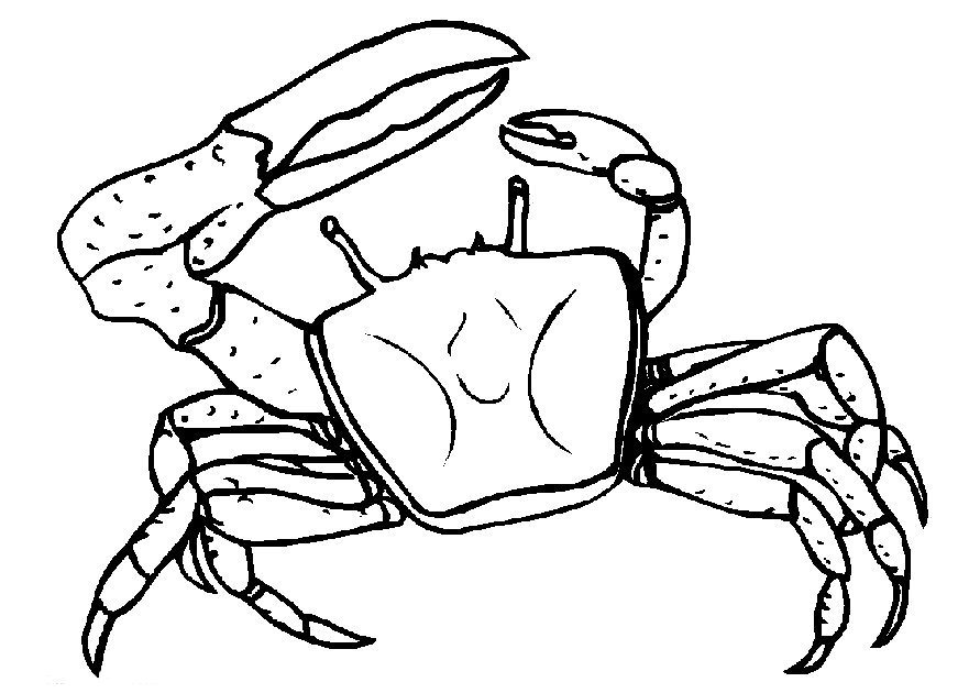 Animal Coloring Free Printable Hermit Crab Coloring Pages For Kids 