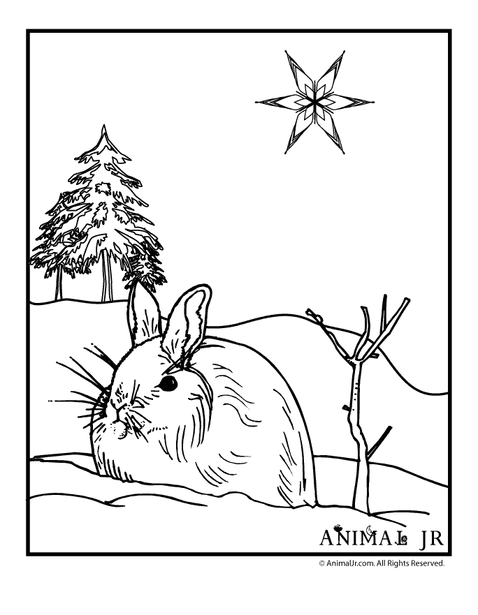 winter animal coloring pages bunny page jr