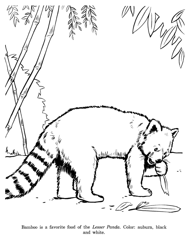 Animal Drawings Coloring Pages | Lesser Panda Bear animal 