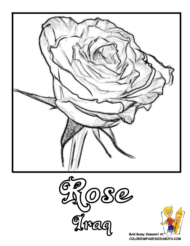 Flower Coloring | Flowers of Nations Germany - Norway| Free 