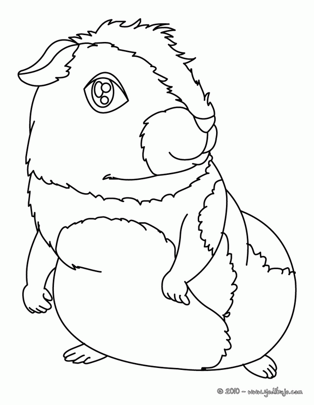 El arte de enseñar: Colorear chinchilla