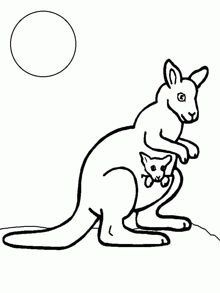 Kangaroo | Coloring