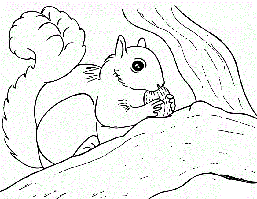 Free Squirrel coloring pages | Coloring Pages