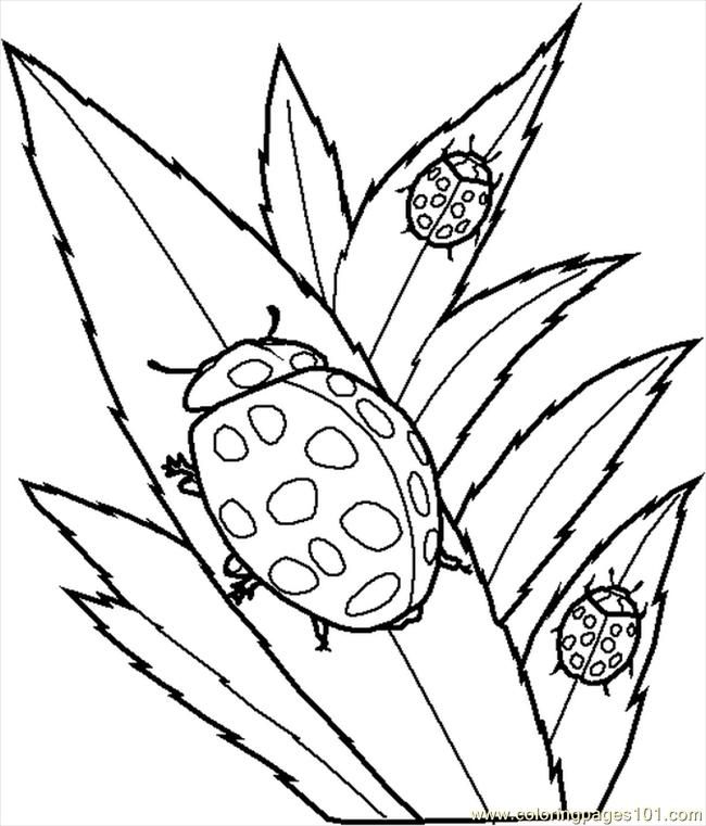 Bug Coloring Pages 357 | Free Printable Coloring Pages