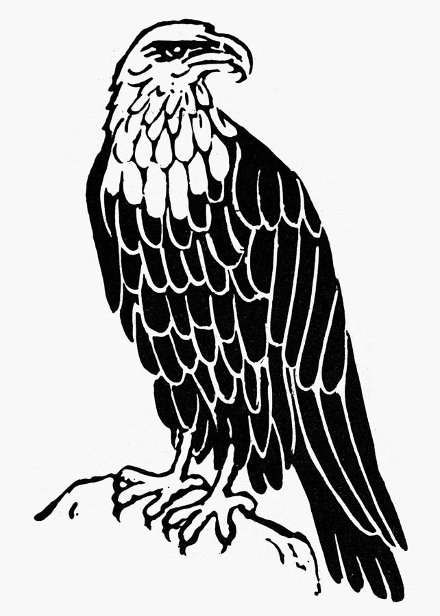 Eagle Drawing Framed Prints, Eagle Drawing Framed Art, and Eagle 