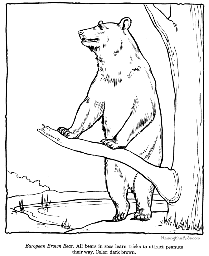 Brown Bear - Bear Coloring Pages : Coloring Pages for Kids 