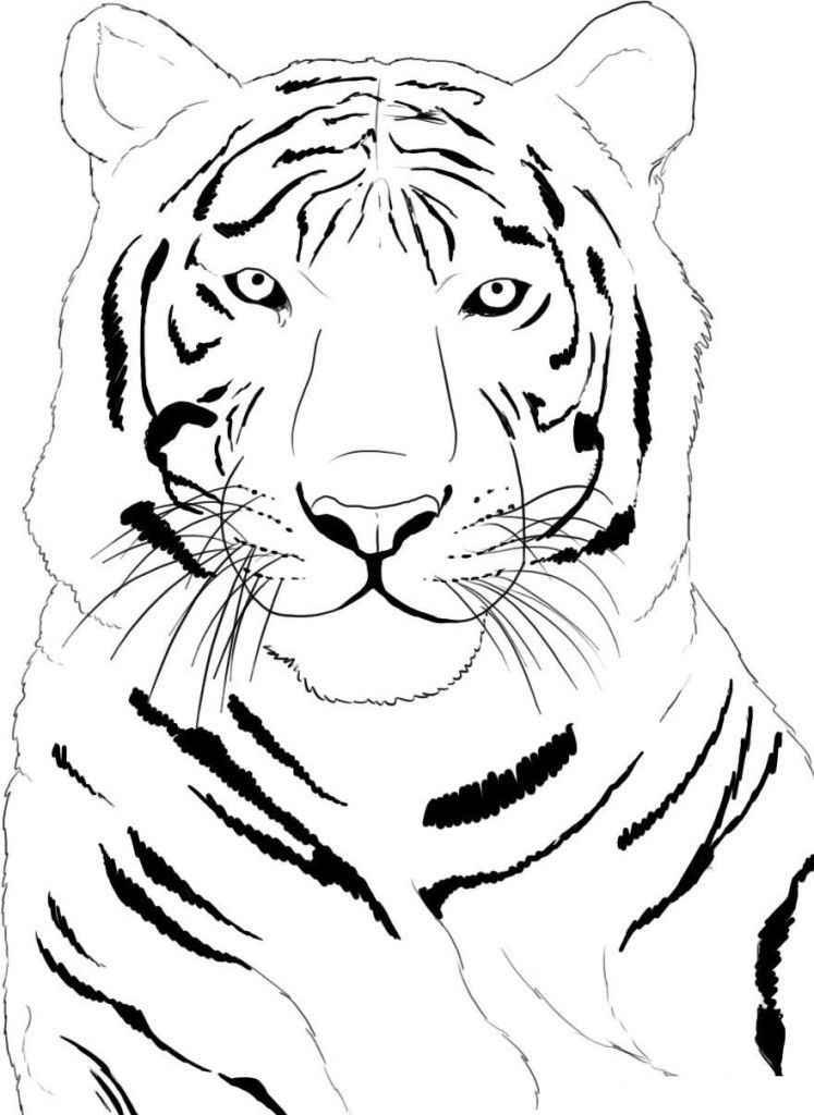 Cute Tiger Coloring Page | Laptopezine.