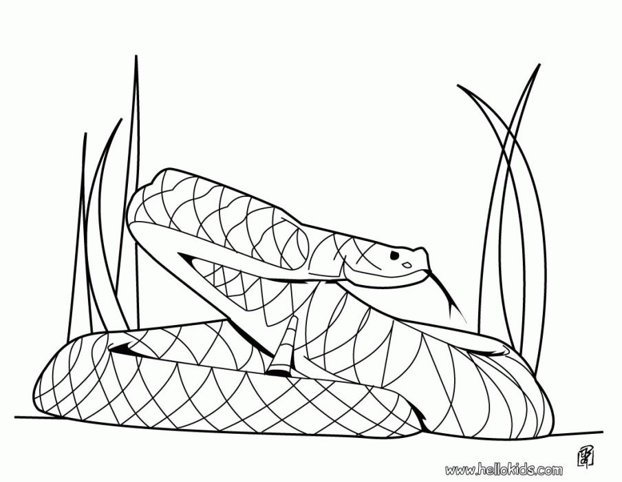 Rattle Snake Coloring Pages