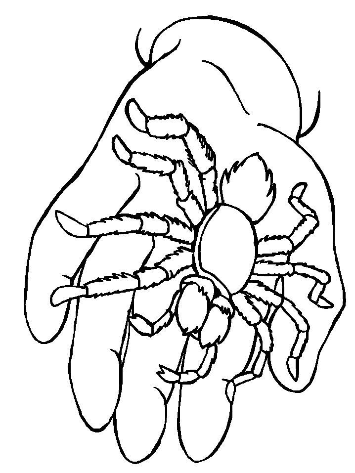 Spider-Coloring-Pages-Kids-1024×1008 | COLORING WS