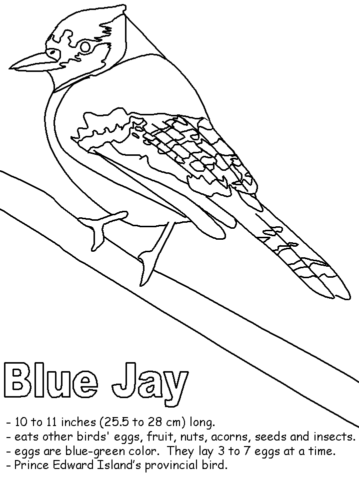 Blue Jay with labels