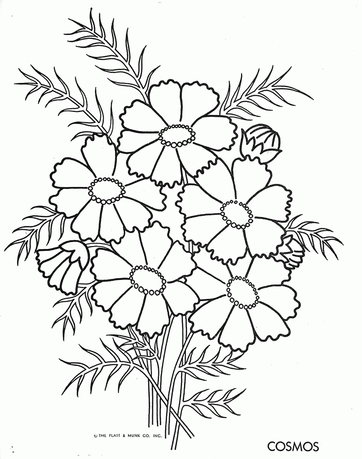 cosmos flower Colouring Pages