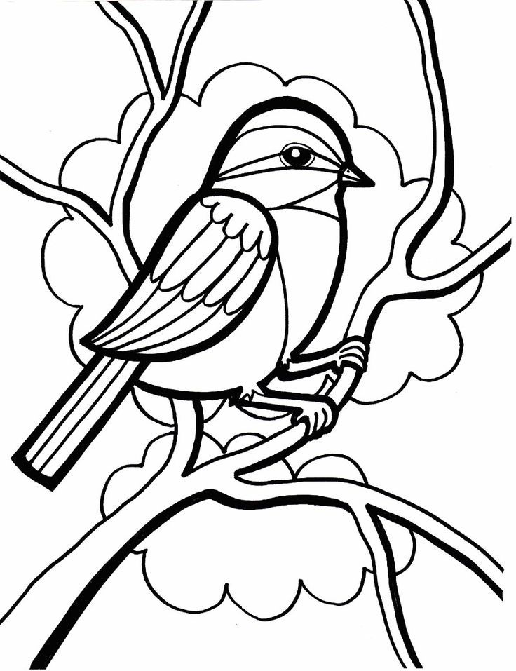 Sparrow Bird Coloring Page | Brooklyn