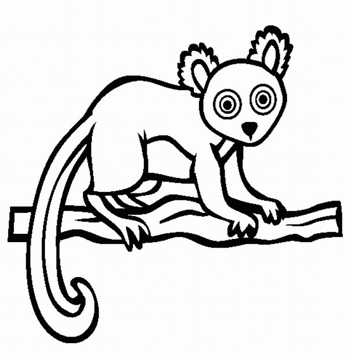 Rainforest Lemur | Playsational