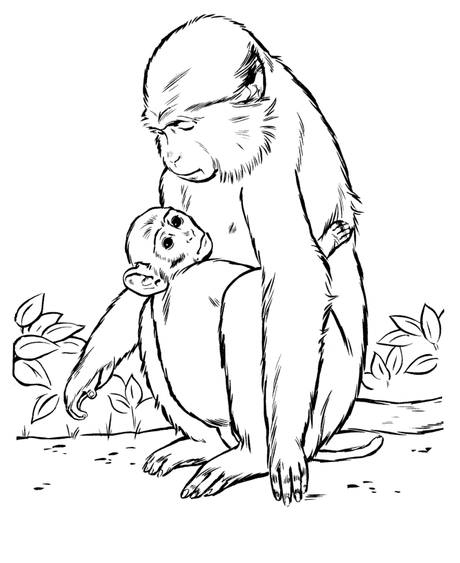 mom and baby monkey Colouring Pages