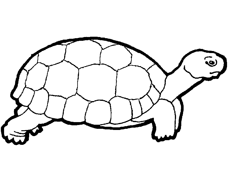 Turtle Coloring in Pages | Turtle Coloring