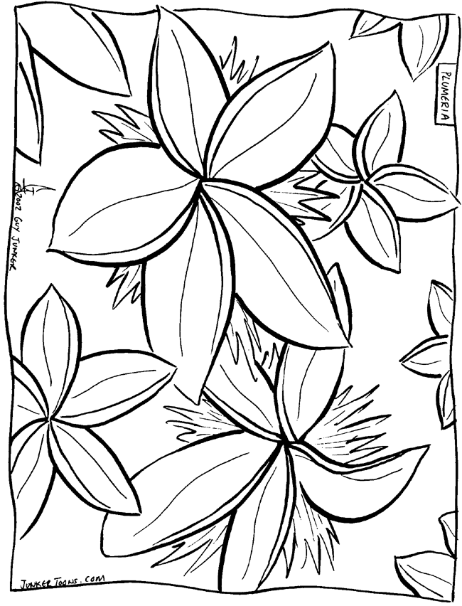 plumeria flower Colouring Pages