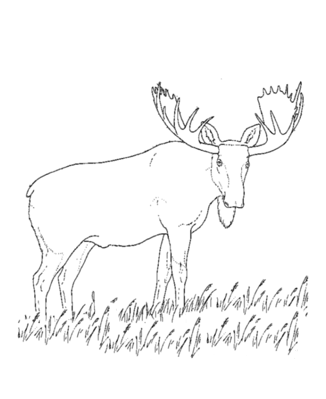 Wild Animal Coloring Pages | Grazing moose Coloring Page and Kids 