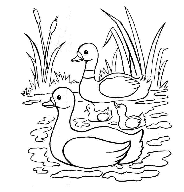Penguin Printable Coloring Pages | Animal Coloring Pages | Kids 