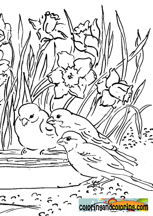 Coloring Pages Flowers And Birds – heinxnsupdateinfo