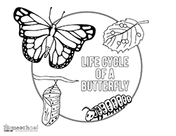 Butterfly Preschool Printables - Preschool Mom