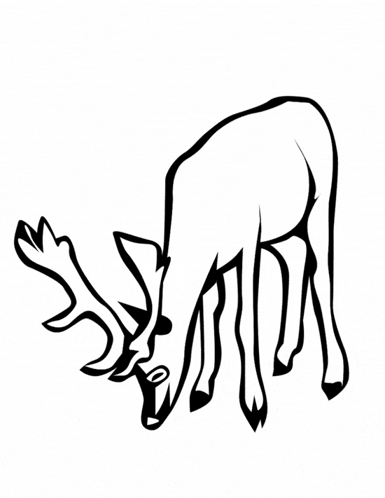 Deer coloring page - Animals Town - animals color sheet - Deer free  printable coloring pages animals