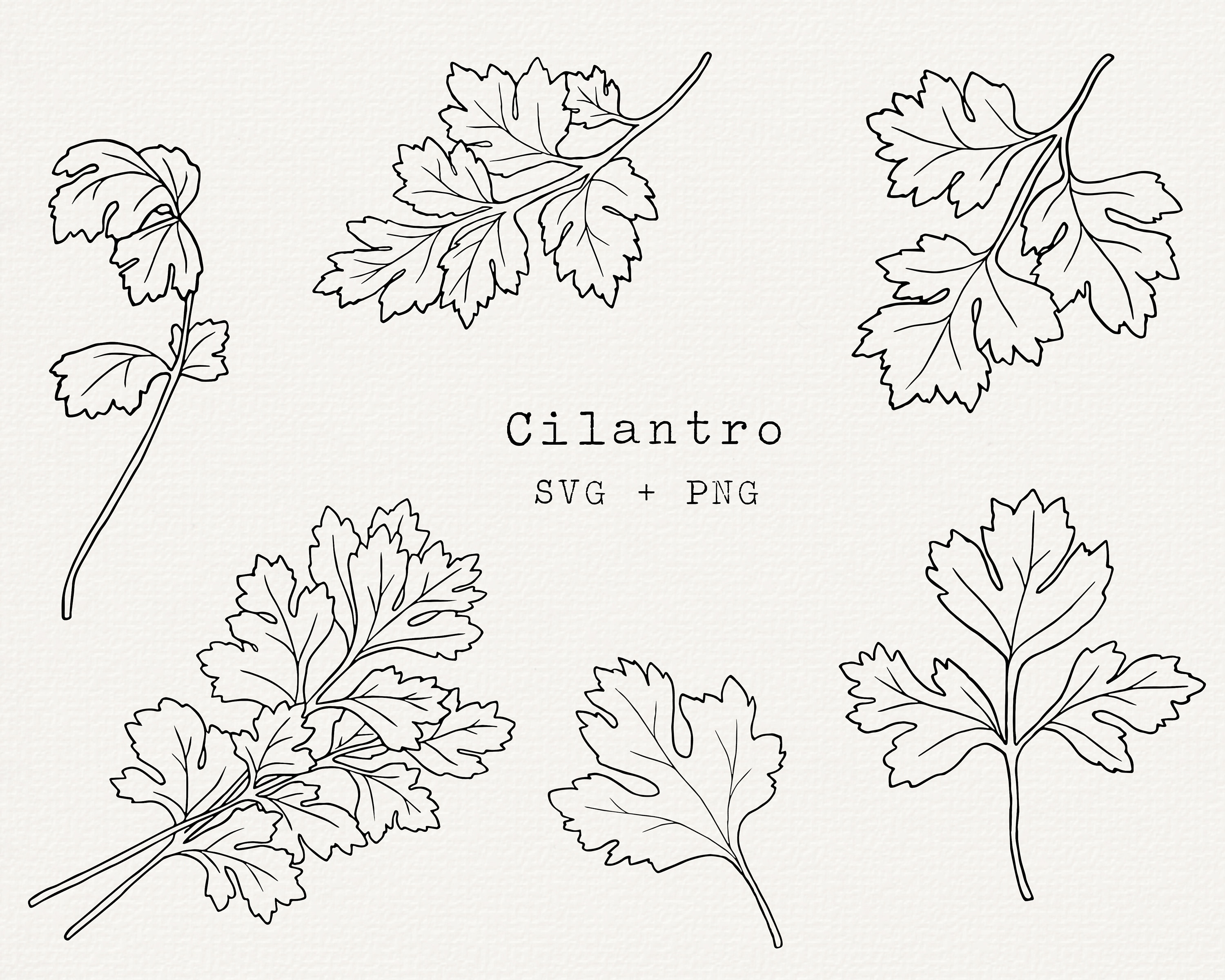 Cilantro SVG Clip Art Commercial Use Cilantro Plant Vector - Etsy