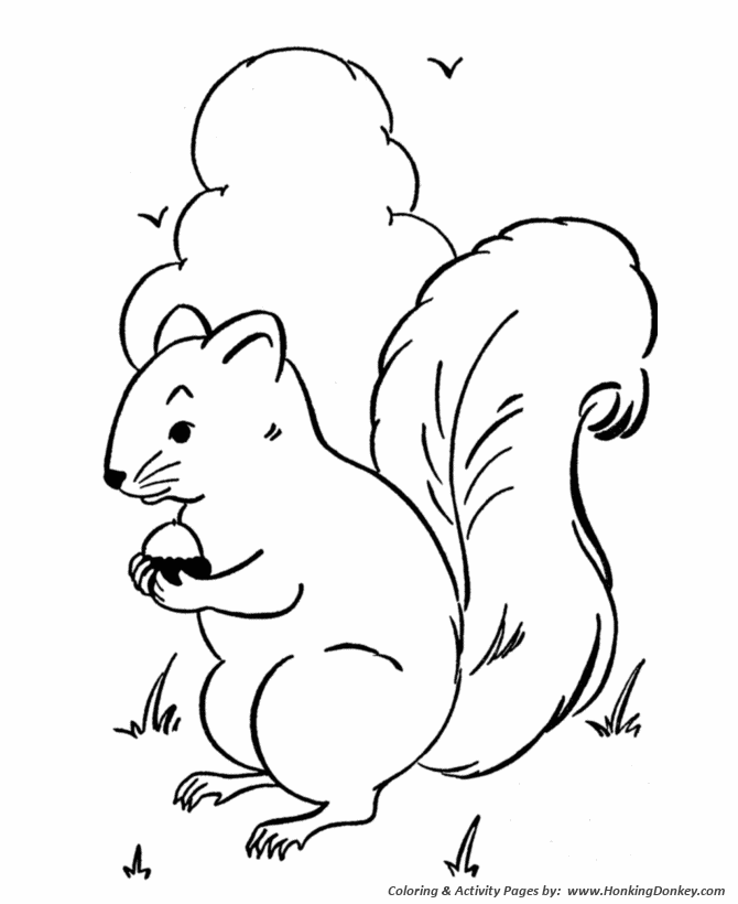 Wild Animal Coloring Pages | squirrels gather nuts Coloring Page and Kids  Activity sheet | HonkingDonkey