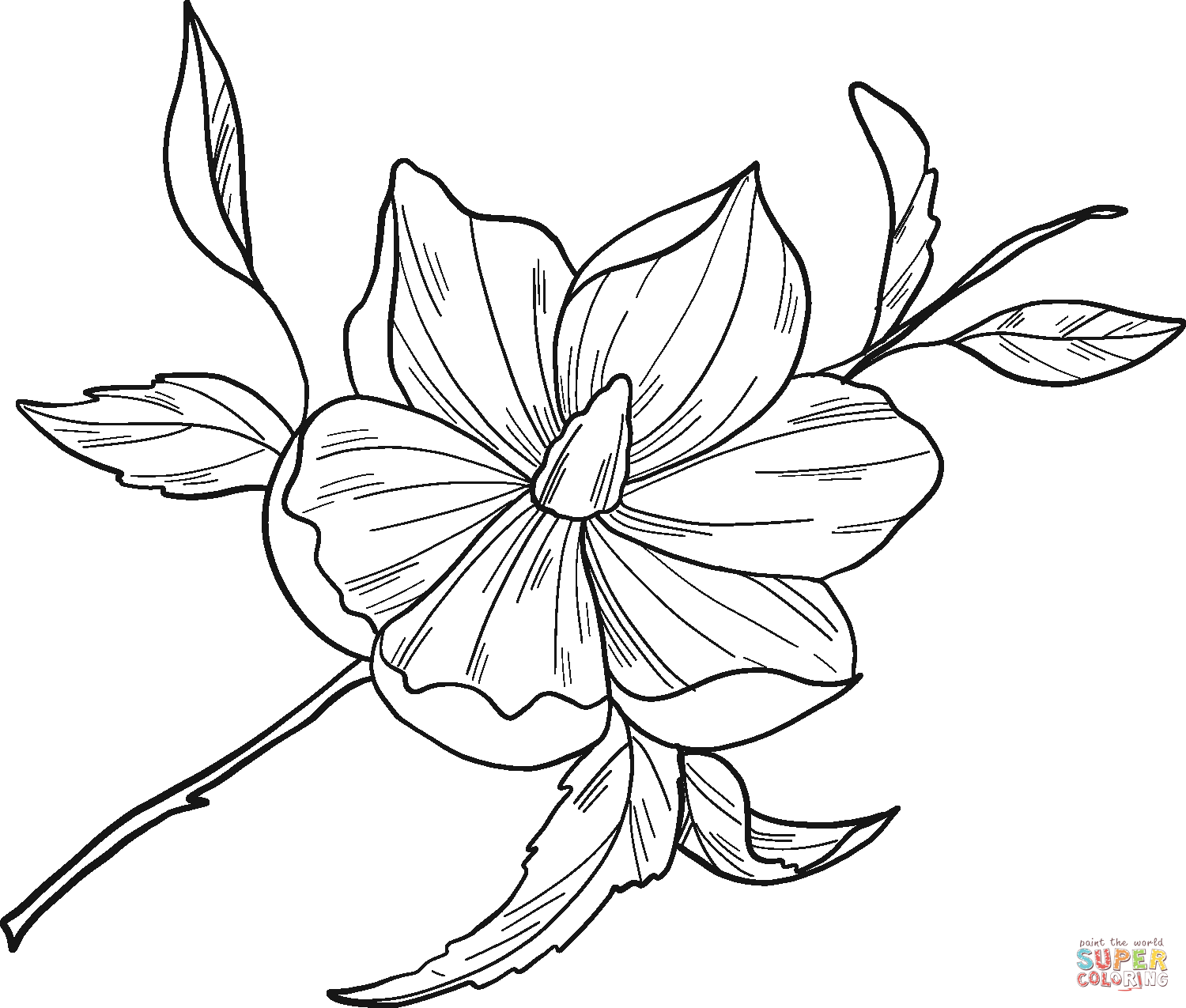 Magnolia Flower coloring page | Free Printable Coloring Pages