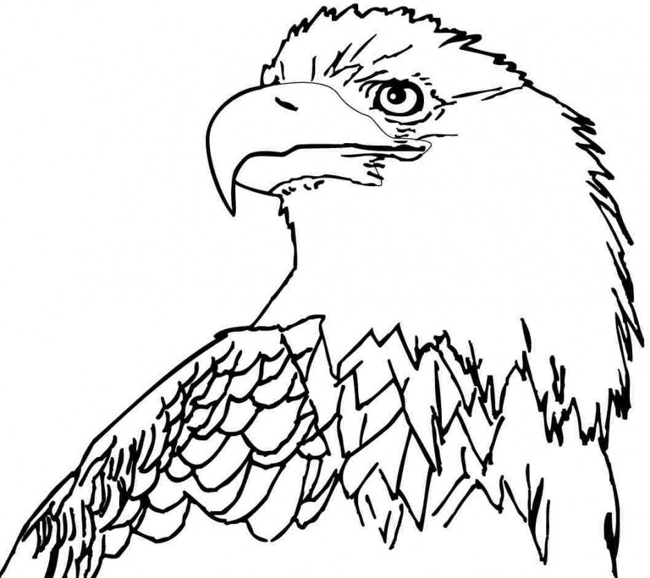 Free Bald Eagle Coloring Pages | Bird coloring pages, Horse coloring pages, Coloring  pages