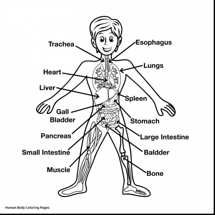 Anatomy Coloringges For Kids Free Human Heart Coloring Pages coloring pages  human heart coloring I trust coloring pages.