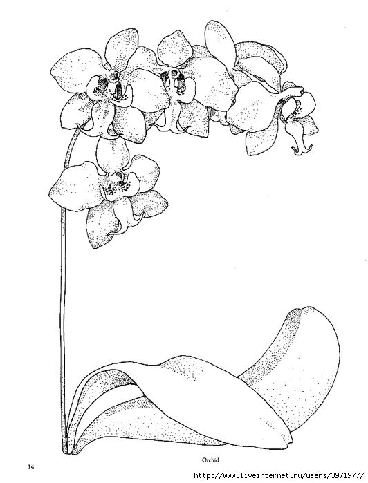 Orchid | Flores para dibujar, Orquideas dibujo, Dibujar arte