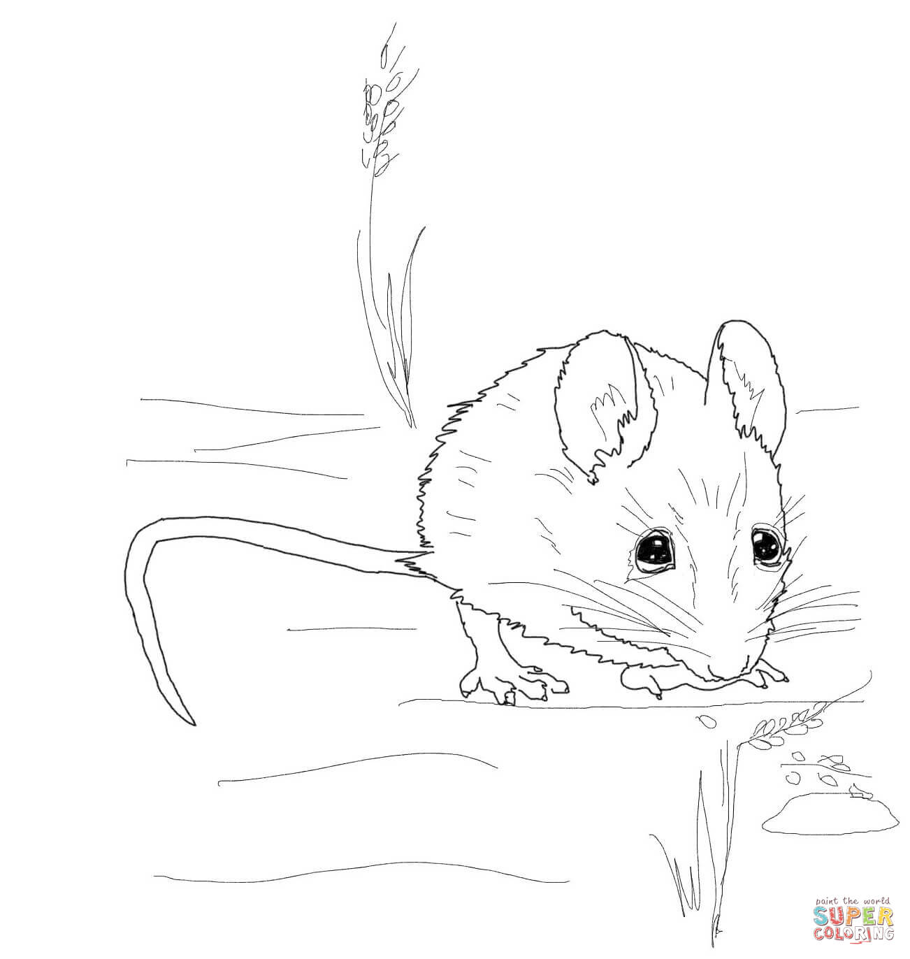 Cute Wood Mouse coloring page | Free Printable Coloring Pages