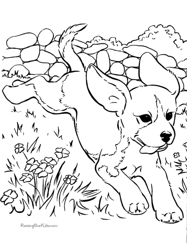 cavalier king charles coloring pages - Clip Art Library