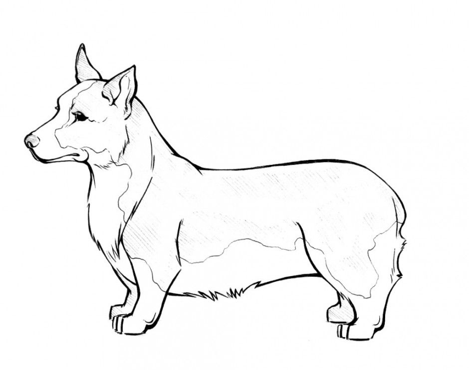Realistic Dog Coloring Pictures - High Quality Coloring Pages