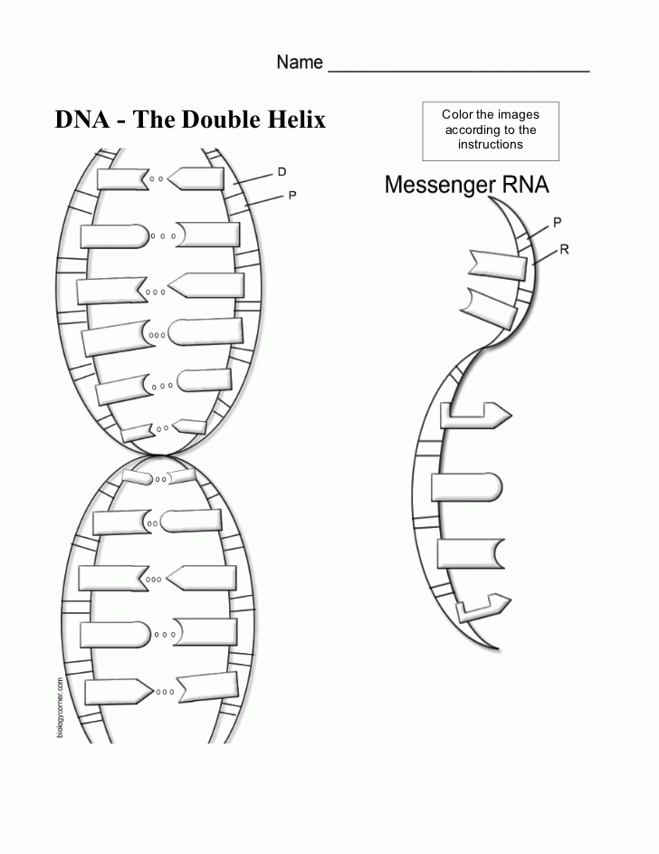 Dna Structure And Replication Coloring Worksheet - The Largest and ...