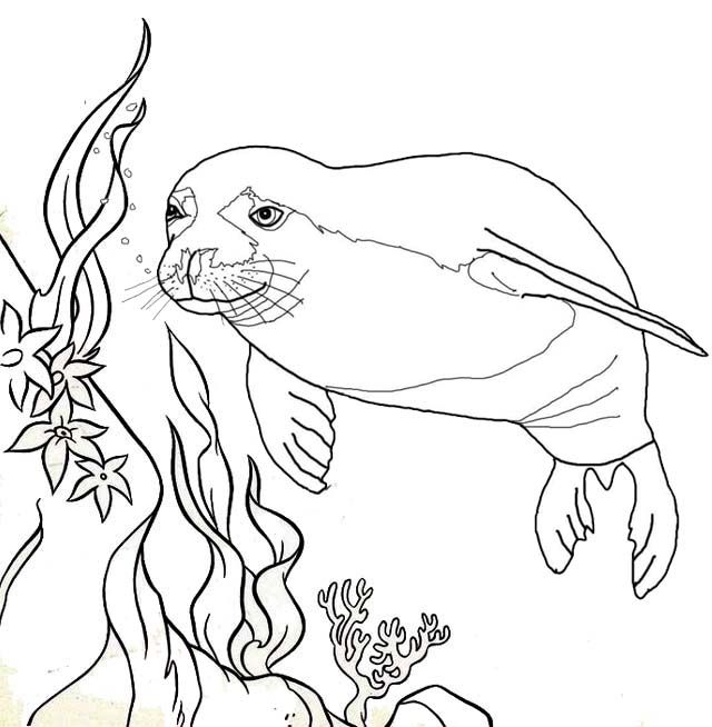 Pin on Manatee Coloring Pages