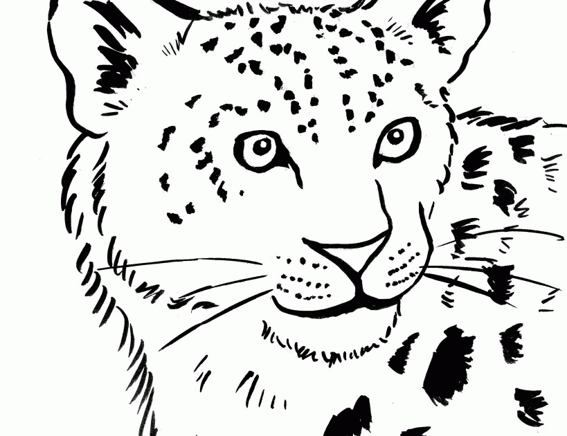 amur leopard easy drawing - Clip Art Library