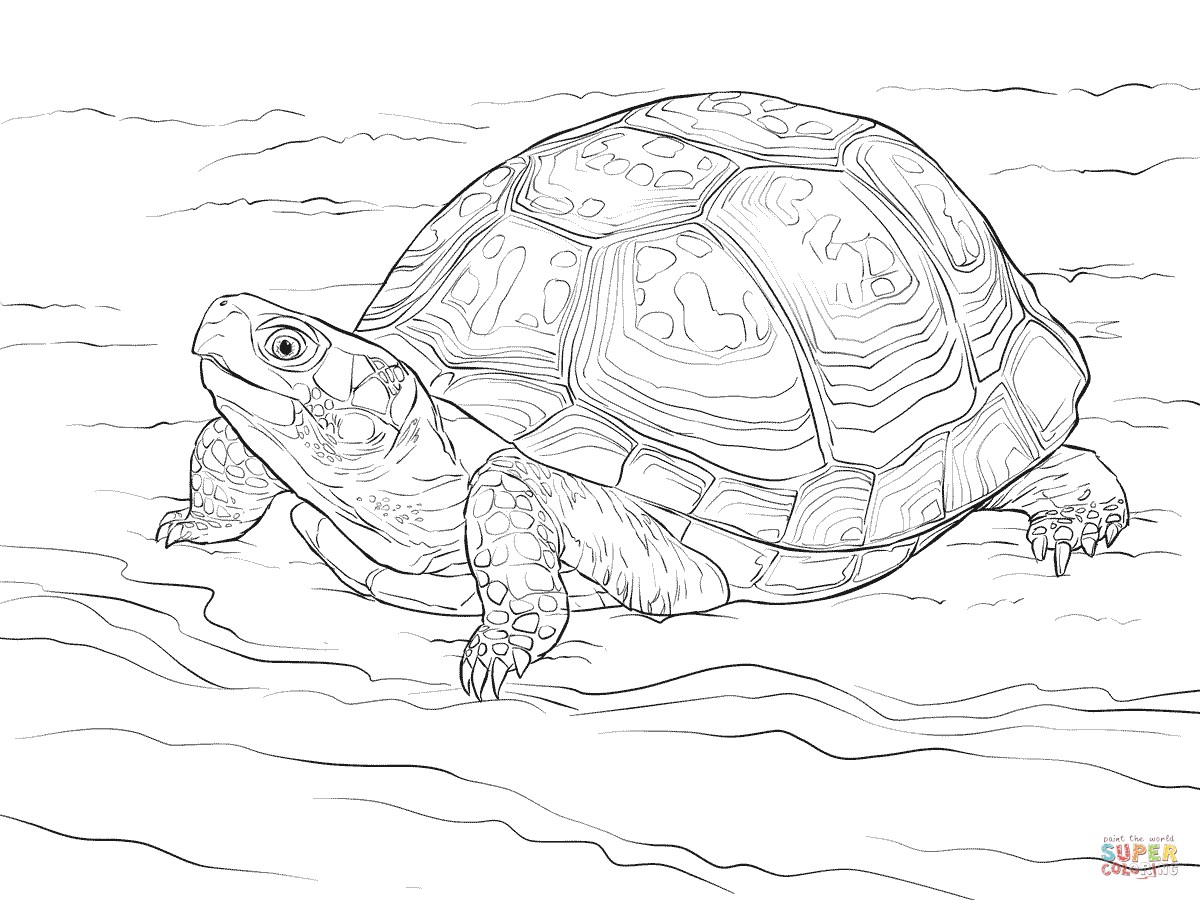 Cute Eastern Box Turtle coloring page | Free Printable Coloring Pages