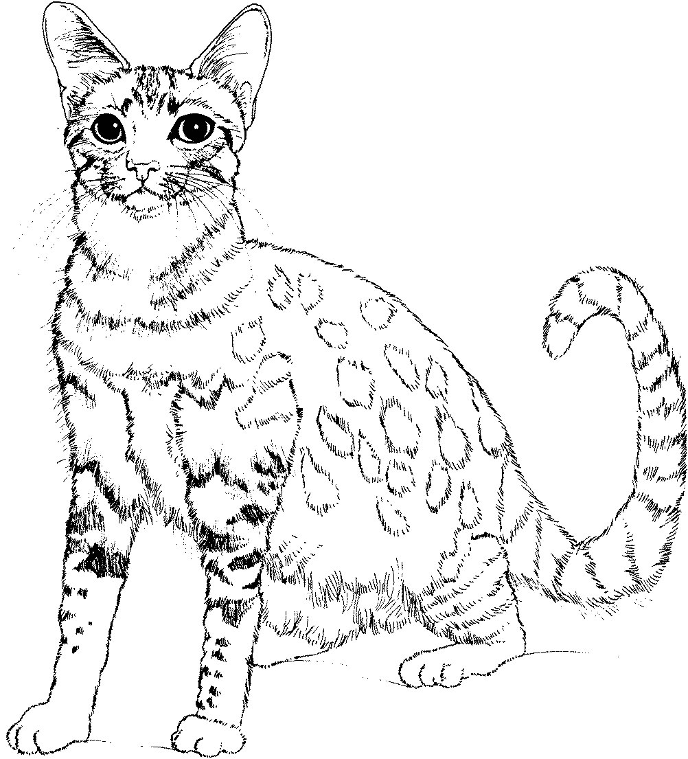 Coloriage chat - Cats Kids Coloring Pages