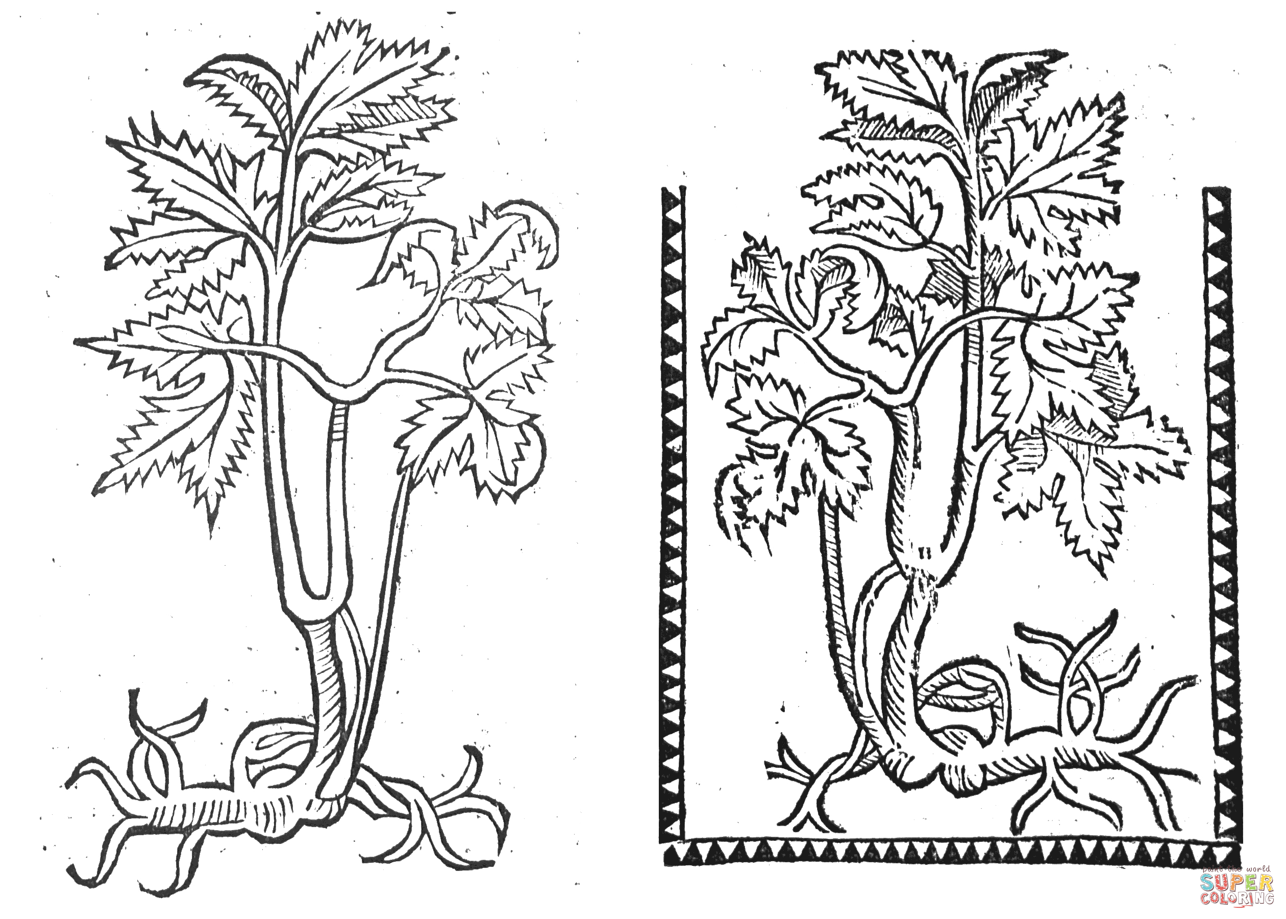 Angelica, 1497-1500 coloring page | Free Printable Coloring Pages
