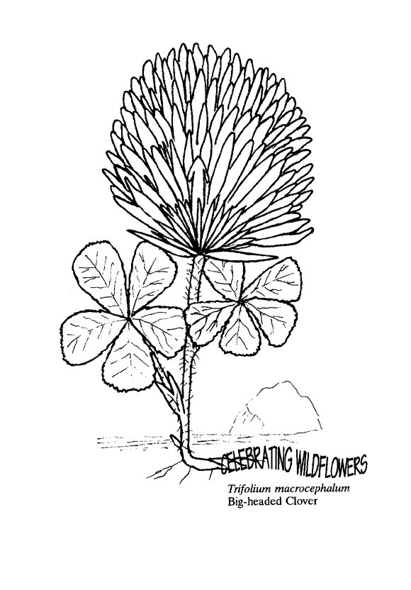 Coloring Book Pages